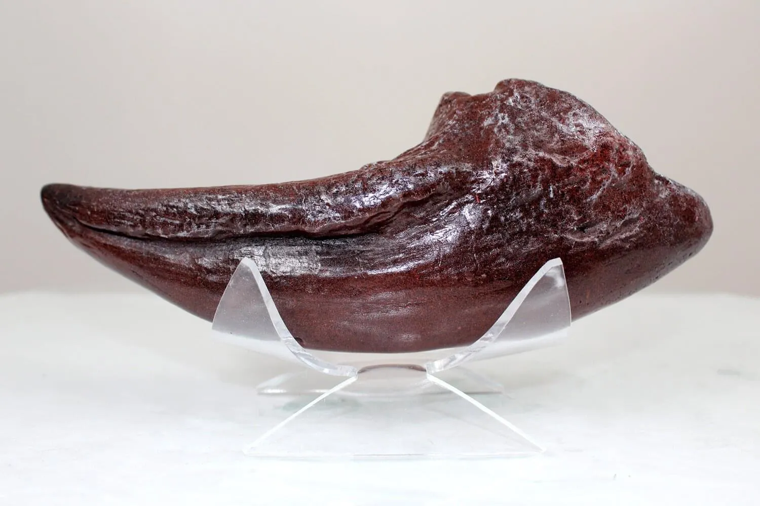 Allosaurus Toe Claw Resin Fossil Replica