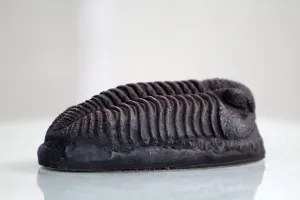 Trilobite Magnet Resin Fossil Replica